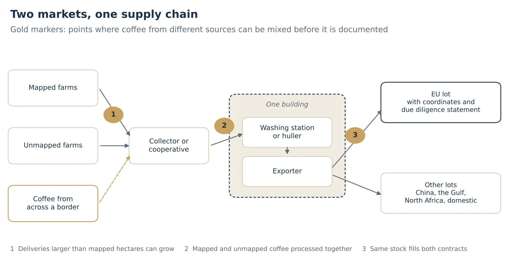 Flow diagram. Mapped farms, unmapped farms and coffee from across a border feed a collector or cooperative, then a washing station or huller and an exporter inside one building, which ships EU lots with coordinates and other lots to China, the Gulf, North Africa and domestic buyers. Three numbered points mark where coffee can be mixed.